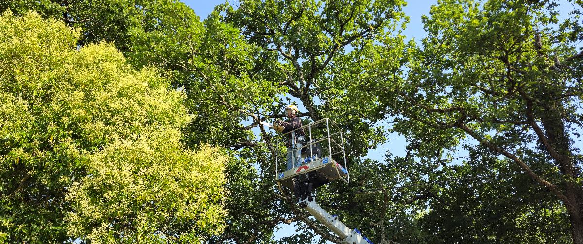 Chantier d'entretien de jardin réalisé par Entre Deux Feuilles, paysagiste du réseau Factotum, près de Fleurance